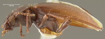 Media type: image;   Entomology 7991 Aspect: habitus lateral view